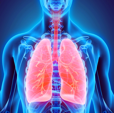 Respiratory system image