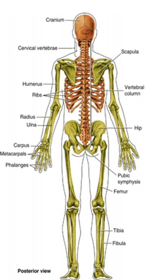 Skeletal - back