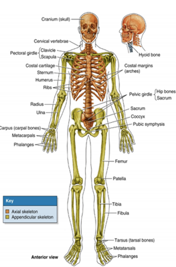 Skeletal - front